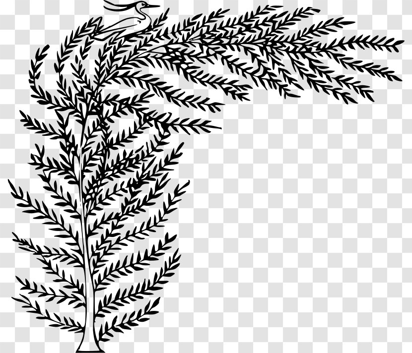 Drawing Clip Art - Leaf - Tree Transparent PNG