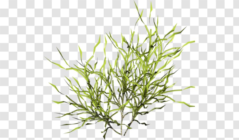 Computer Graphics Clip Art - Herbage Transparent PNG