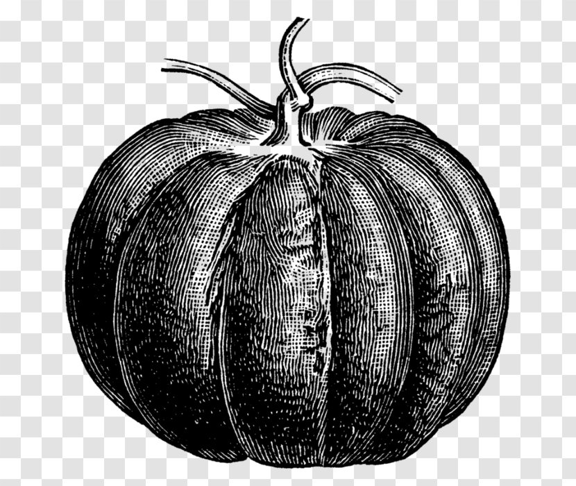 Pumpkin - Drawing - Gourd Transparent PNG