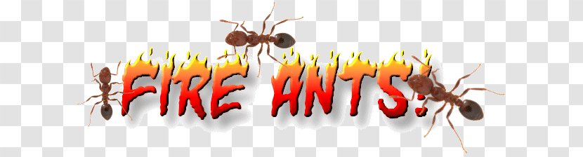 Red Imported Fire Ant Insect Pest Control - Wasp Transparent PNG