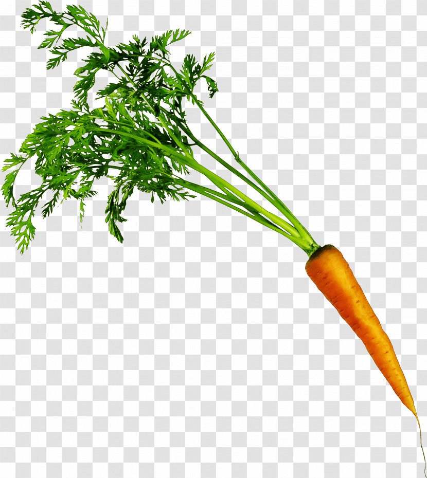 Carrot Cake Vegetable Food Transparency - Greens - Parsley Family Plant Stem Transparent PNG
