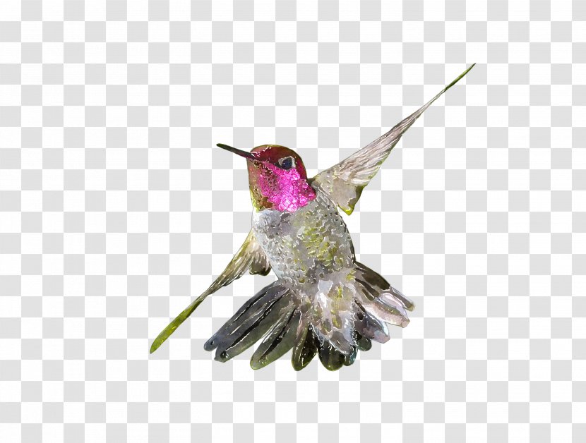 Hummingbird Watercolor Painting Drawing Clip Art - Fauna Transparent PNG