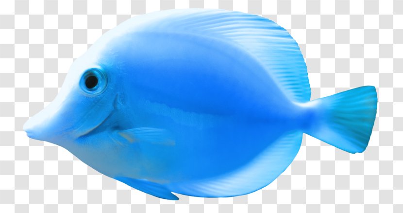 Goldfish Clip Art - Electric Blue - Fish Transparent PNG