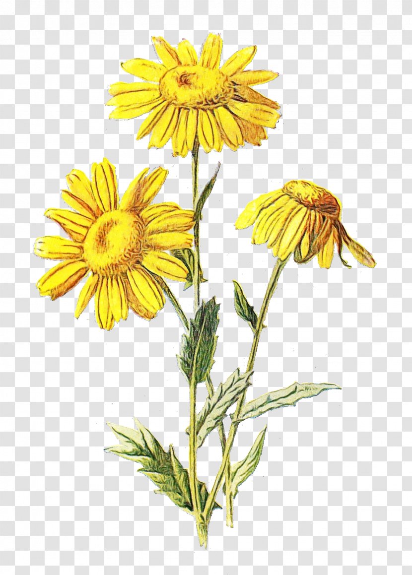 Wildflower Transparency Familiar Wild Flowers Daisy Family - Sunflower - Perennial Plant Herbaceous Transparent PNG