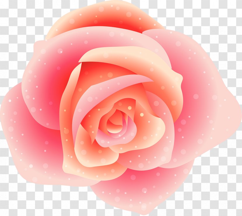 Garden Roses Centifolia Flower Rosaceae Petal - Pink Transparent PNG