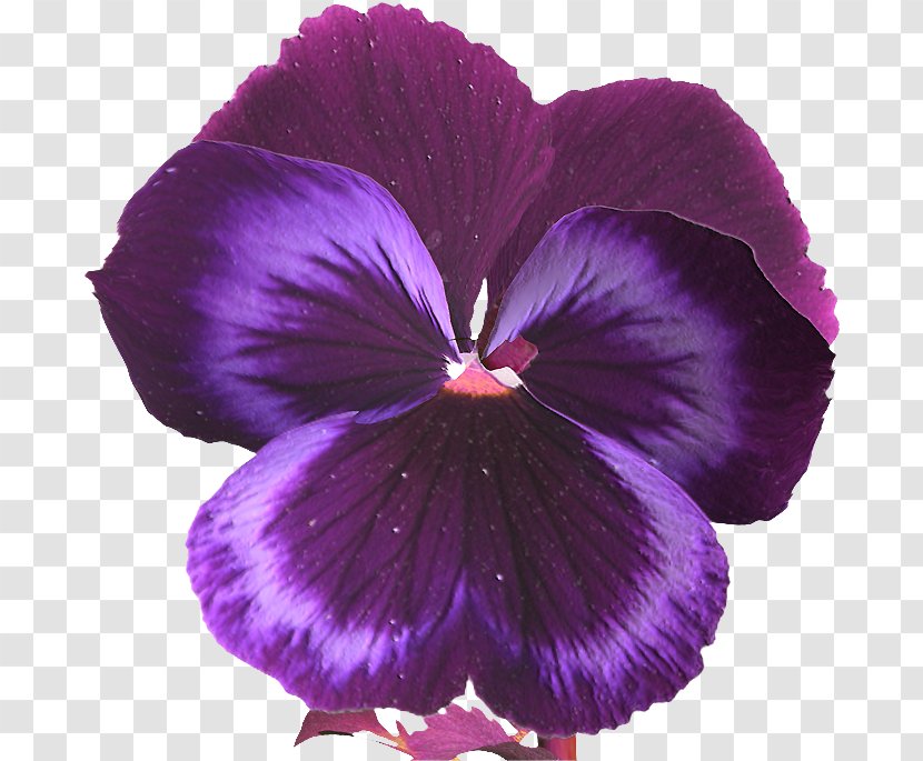 Drawing Of Family - Viola - Dendrobium Cattleya Transparent PNG