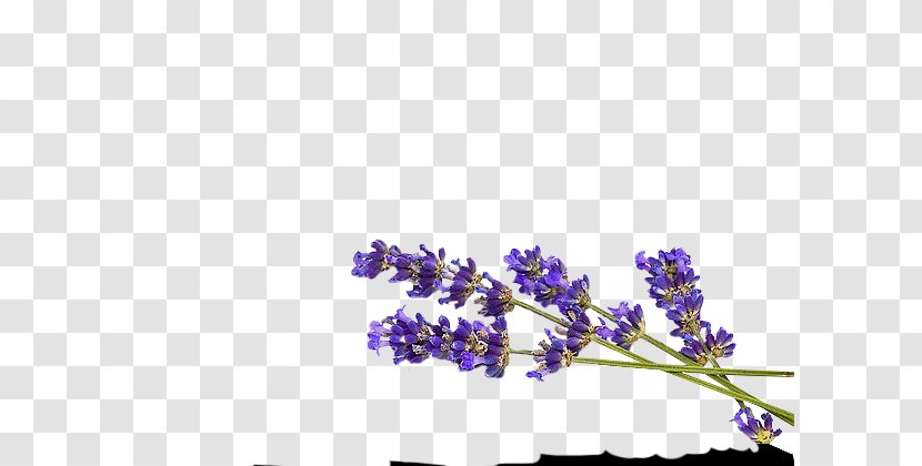 English Lavender - Flora - Purple Transparent PNG