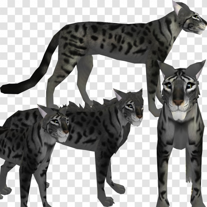 Bengal Cat Feral Felidae Kitten - Small To Medium Sized Cats Transparent PNG