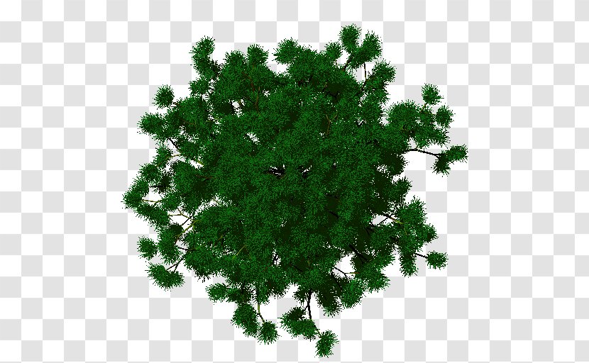 Spruce Evergreen Shrub Herb Leaf - Pine Family - Trunk Transparent PNG