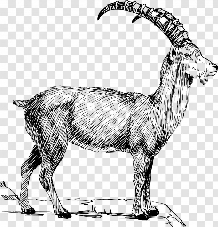 Alpine Ibex Goat Boer Mountain Clip Art - Goats Transparent PNG