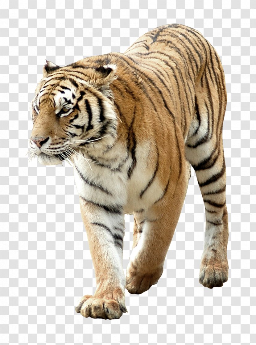 Tiger Paper Sticker - Terrestrial Animal - Serious Transparent PNG