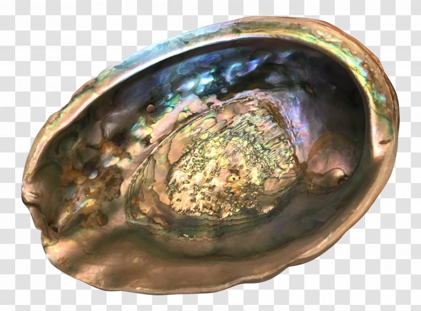 Metal Abalone - Clams Oysters Mussels And Scallops Transparent PNG