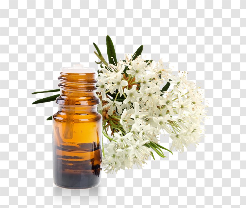 Marsh Labrador Tea Essential Oil Homeopathy Rhododendron Subsect. Ledum - Greenland Transparent PNG