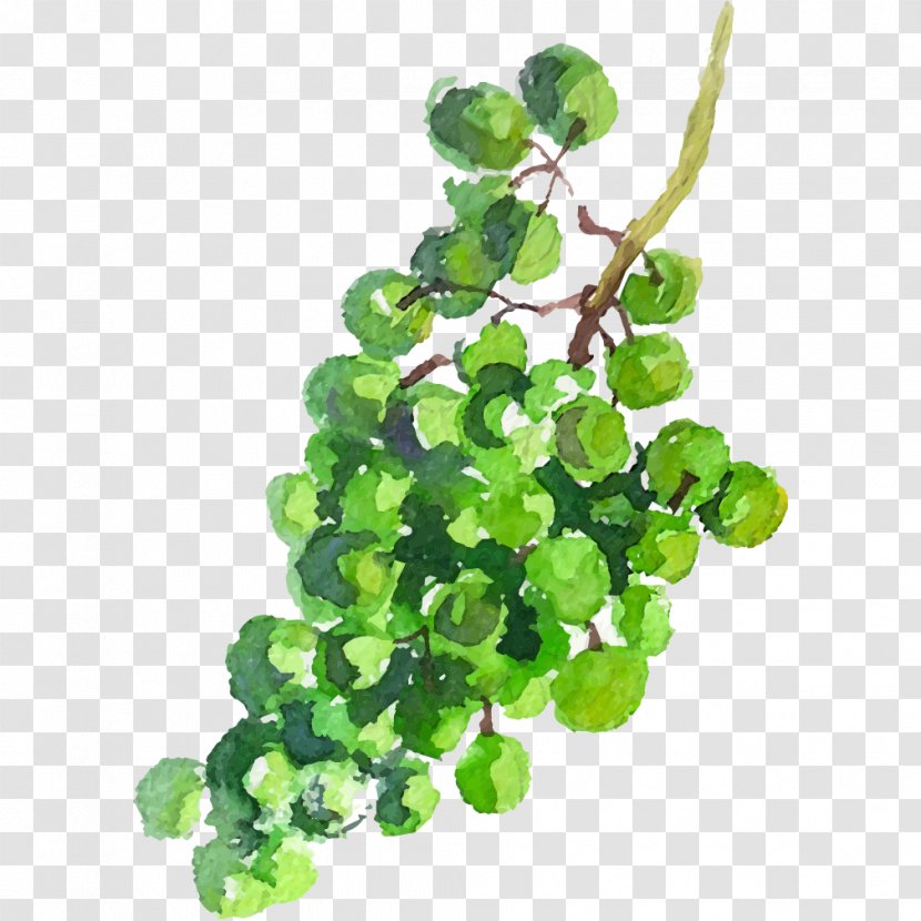 Grape Juice Auglis - Grapefruit - A Bunch Of Green Grapes Transparent PNG
