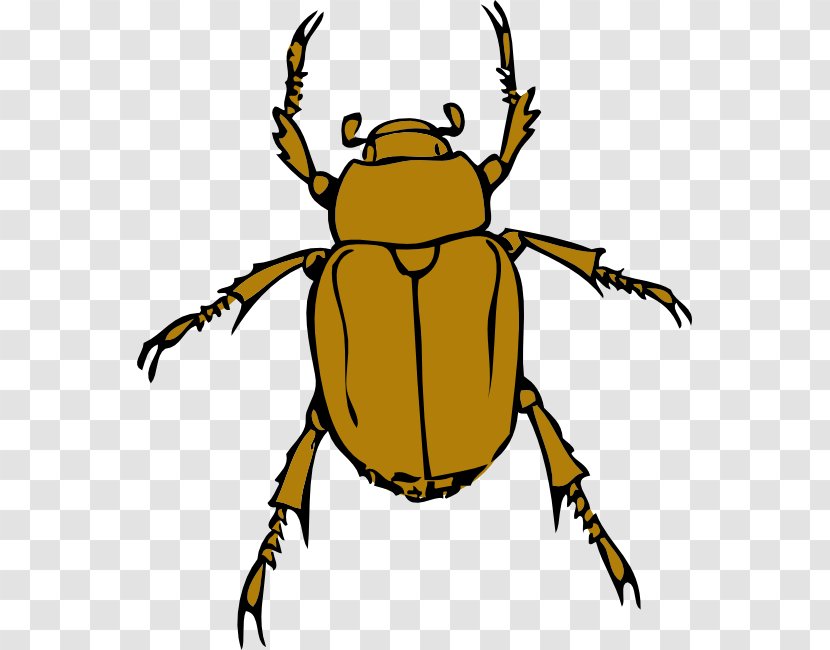 Beetle Insect - Cartoon - Darkling Beetles Weevil Transparent PNG
