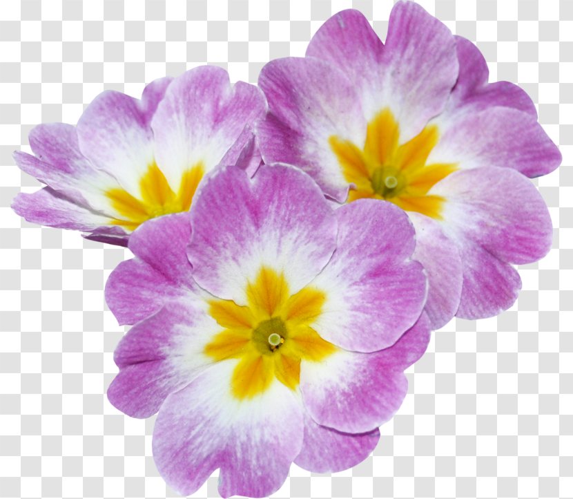 Light Primrose Violet Gold Verset - Flowering Plant Transparent PNG