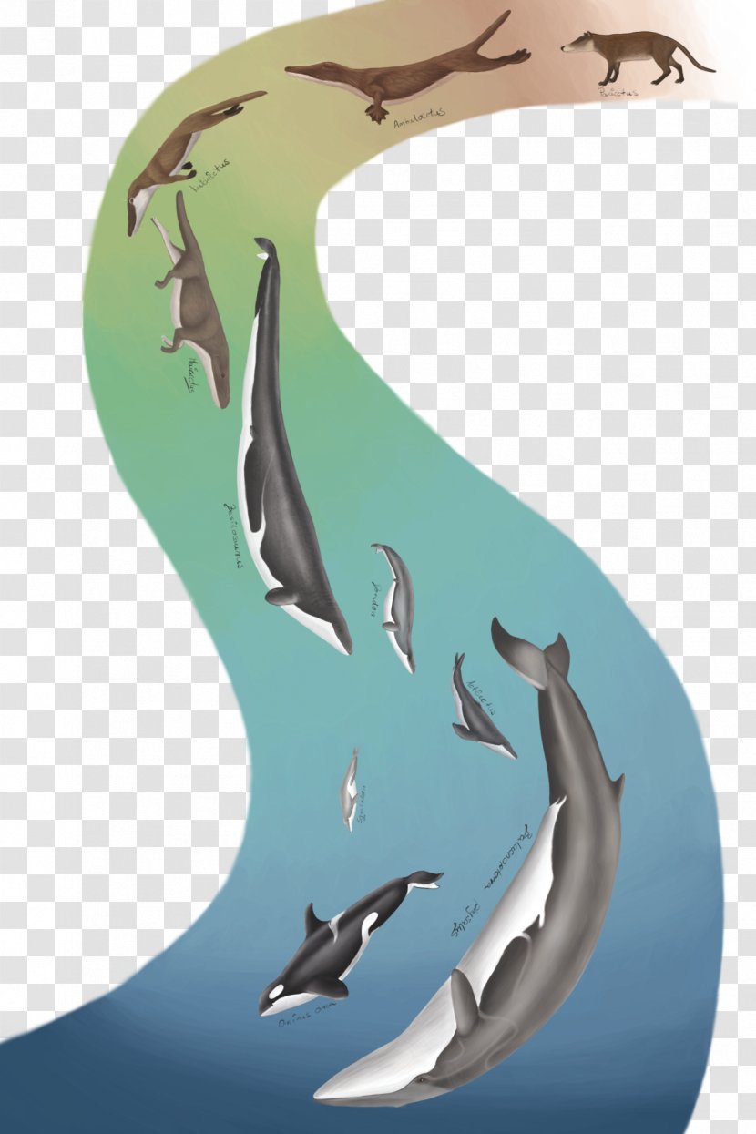 Cetacea Killer Whale Evolution Livyatan Pakicetus - Dorudon Transparent PNG