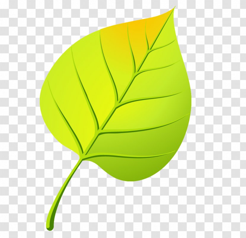 Leaf Drawing Осенние листья Clip Art - Plant Transparent PNG