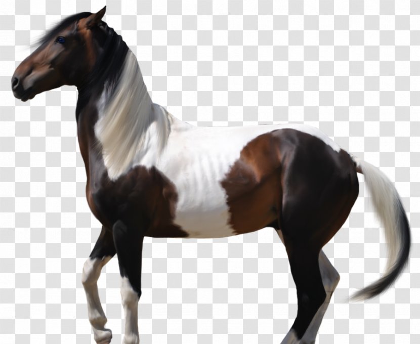 Mustang Stallion American Paint Horse Arabian Mare - Drawing Transparent PNG