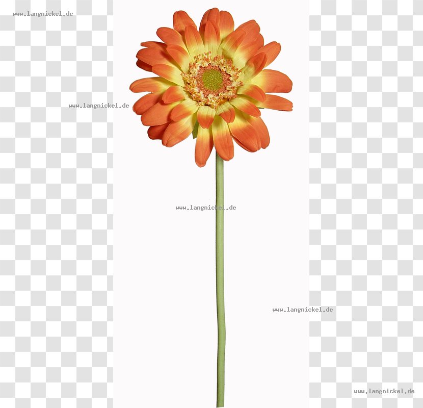 Transvaal Daisy Cut Flowers Dahlia Common Sunflower - Orange Gerbera Transparent PNG