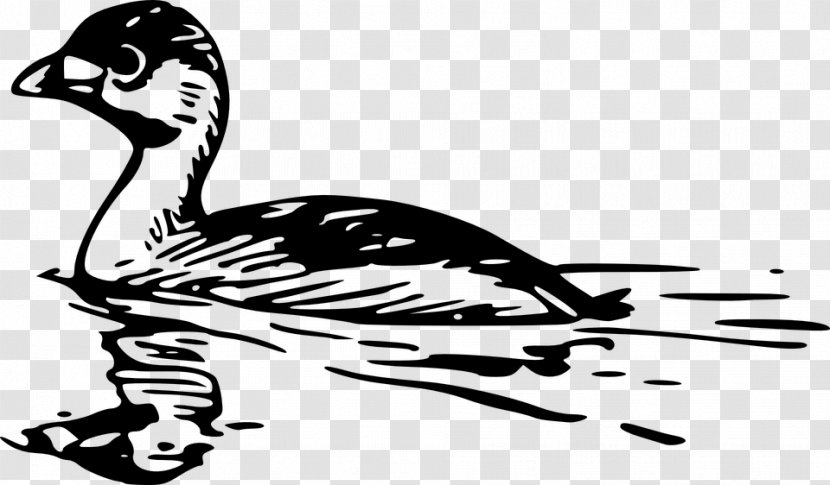 Bird Cygnini Clip Art - Water - Swimming Cliparts Transparent PNG