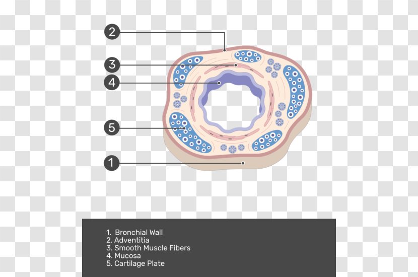 Bronchus Human Anatomy Trachea Body - Text - Bronchial Transparent PNG