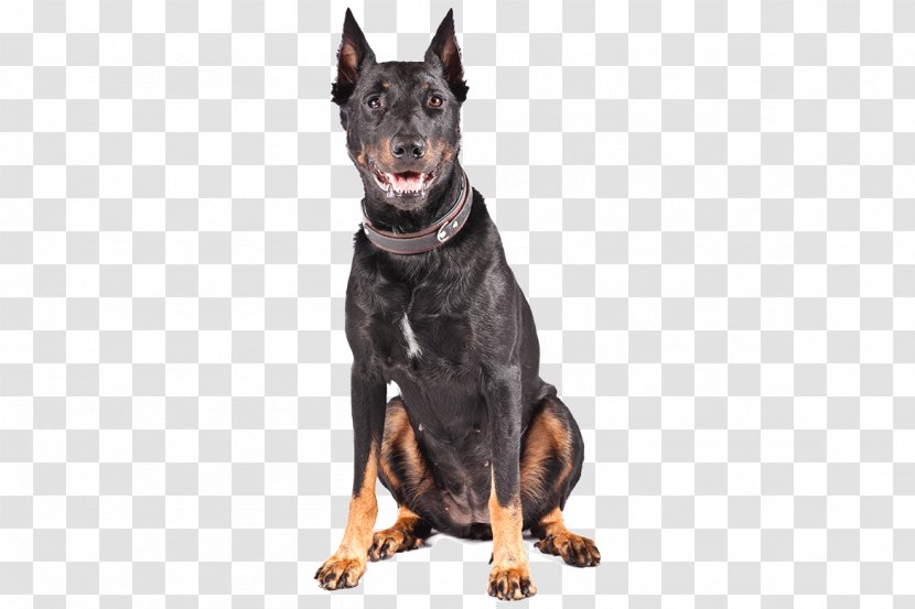 Lancashire Heeler Dobermann German Pinscher Beauceron Manchester Terrier - English Toy - Vulnerable Native Breeds Transparent PNG