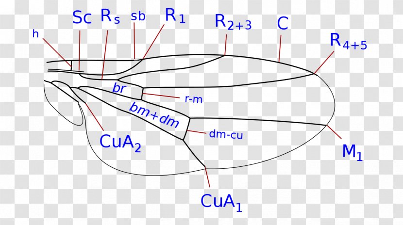 Line Point Angle - Silhouette Transparent PNG