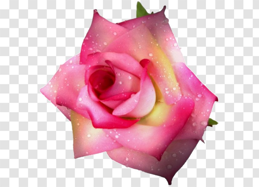 Garden Roses Flower Centifolia Rosa Chinensis Petal - Flowering Plant - Bouquet Of Transparent PNG
