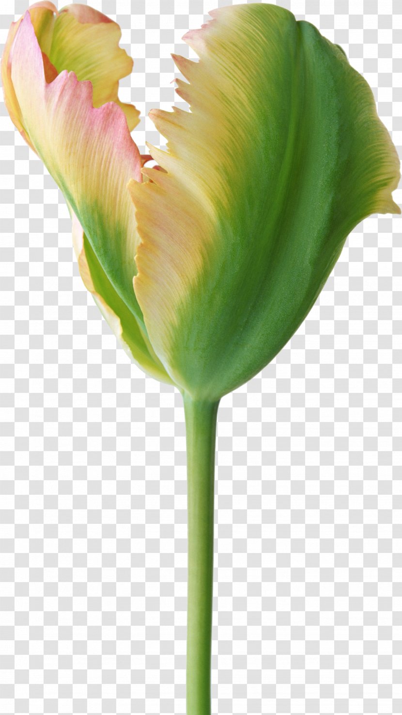 Flower Tulip Photography - Plant Transparent PNG