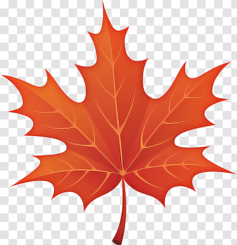 Autumn Leaf Drawing - Black Maple - Holly Silver Transparent PNG