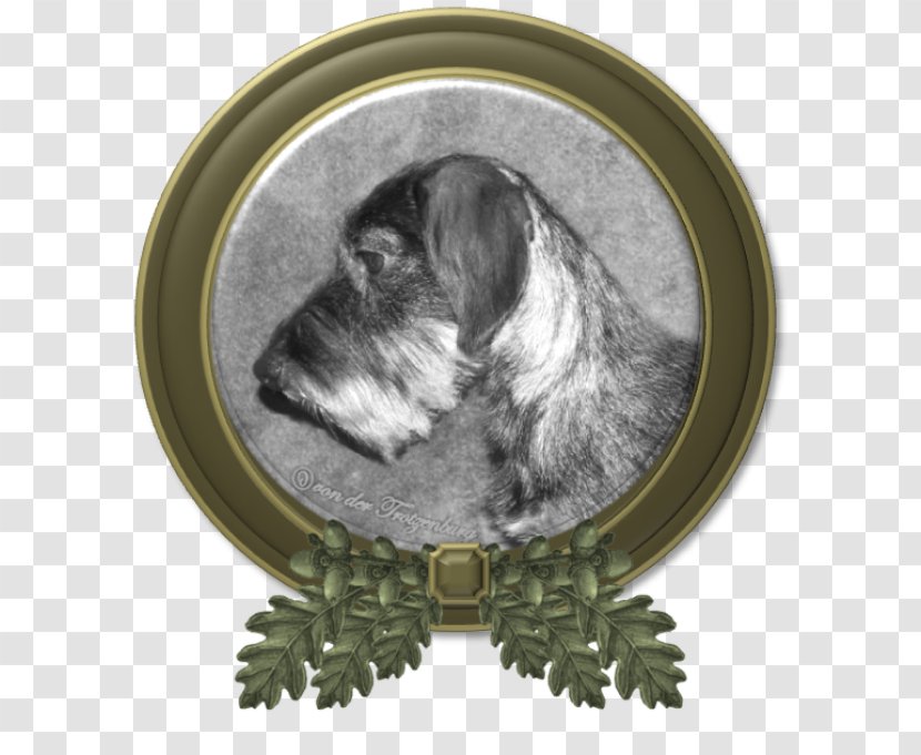 Miniature Schnauzer Schnoodle Dog Breed Petit Basset Griffon Vendéen Wirehaired Pointing - Frodo Transparent PNG