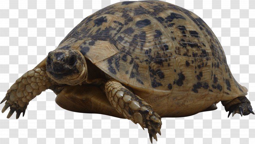 Turtle Reptile Wallpaper - Common Snapping Transparent PNG