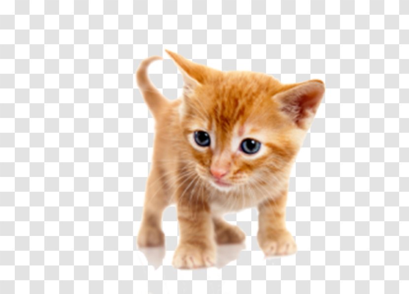 Pet Sitting Dog Walking Cat - Whiskers - Stay Meng Transparent PNG