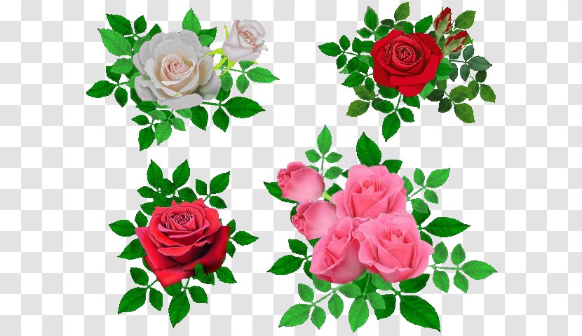 Garden Roses Cabbage Rose Beach Flower Petal - Floribunda Transparent PNG