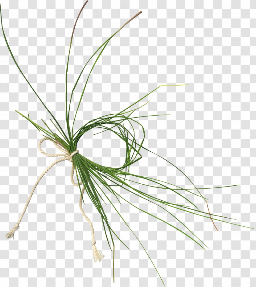 Grasses Plant Stem Clip Art - Grass Transparent PNG