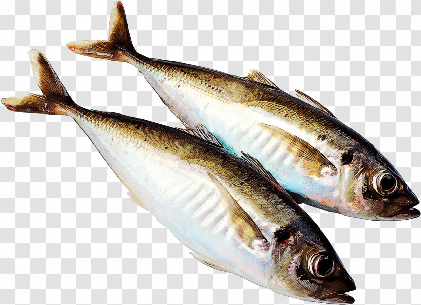 Fish Fish Fish Products Herring Oily Fish Transparent PNG