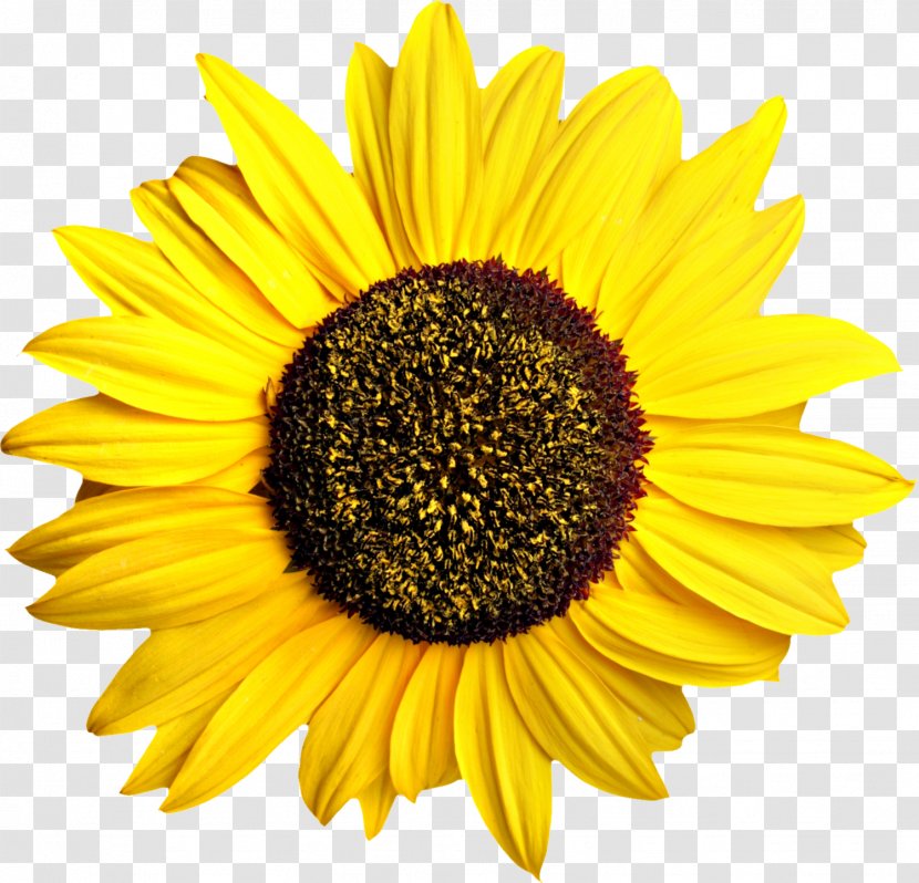 Common Sunflower Pixel Computer File - Oil Transparent PNG