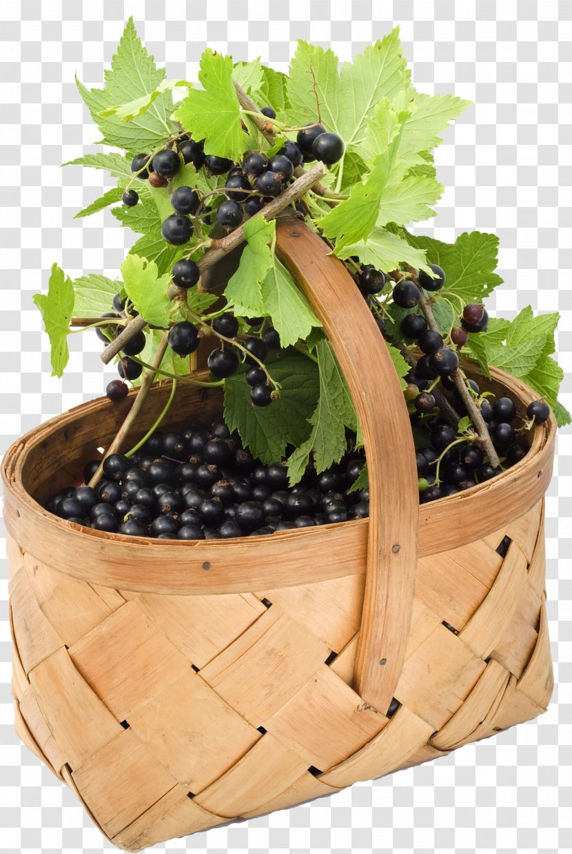 Fruit Blackcurrant Redcurrant Grape Cassis - Leaves - Blackberry Transparent PNG