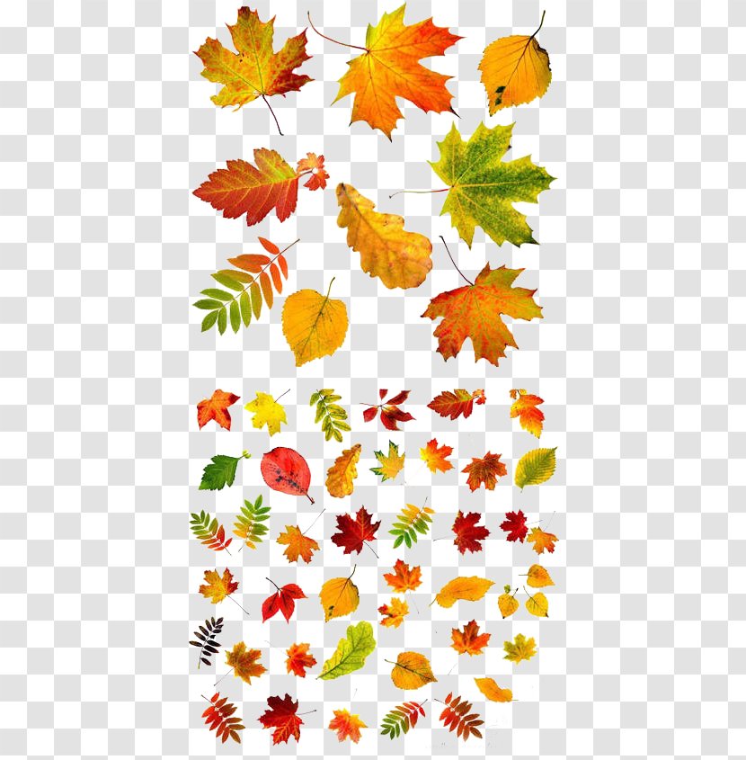 Autumn Leaf Color - Shutterstock - Free Photos Leaves To Pull Material Transparent PNG
