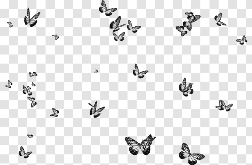 Butterfly Image Insect Adobe Photoshop - Photography Transparent PNG