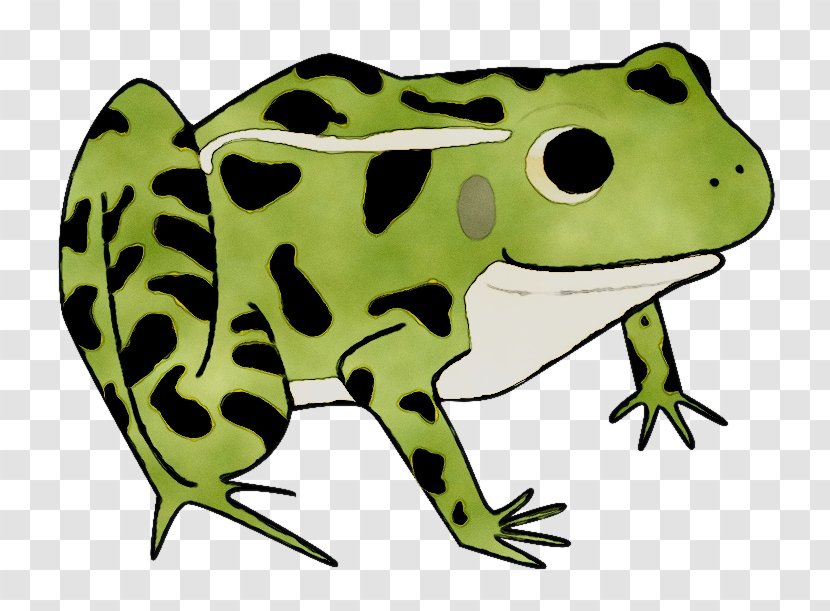 Toad True Frog Tree Clip Art - Animal Figure - Poison Dart Transparent PNG