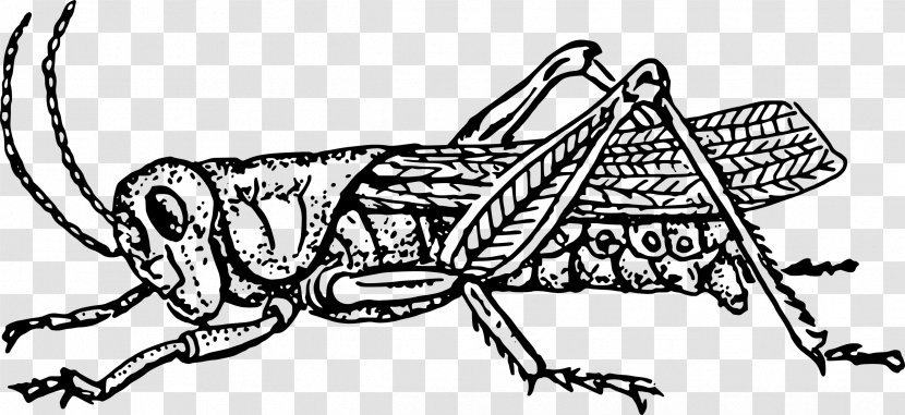 The Ant And Grasshopper Insect Black White Clip Art - Coloring Book Transparent PNG