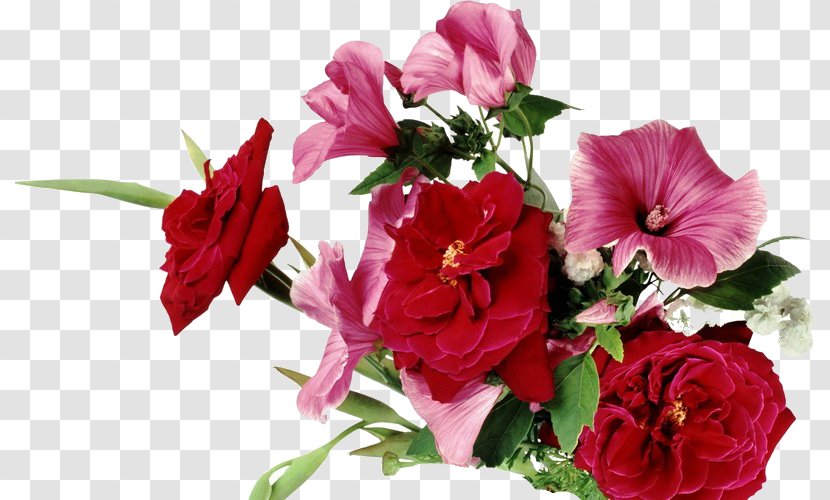 Desktop Wallpaper Flower Image Photograph Garden Roses - Pink Family Transparent PNG