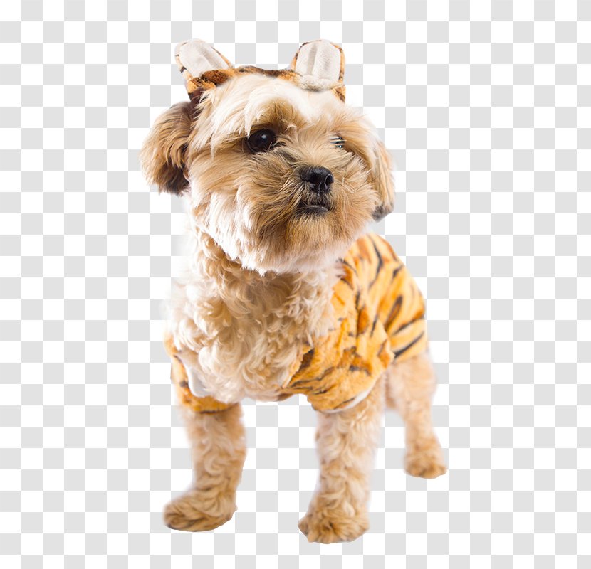 Morkie Cairn Terrier Schnoodle Puppy Catahoula Cur - Dog Like Mammal Transparent PNG