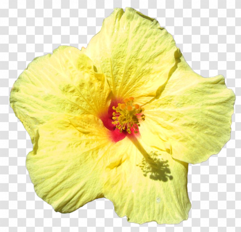 Rosemallows Hawaii Cut Flowers Petal - Herbaceous Plant - Yellow Hibiscus Transparent PNG