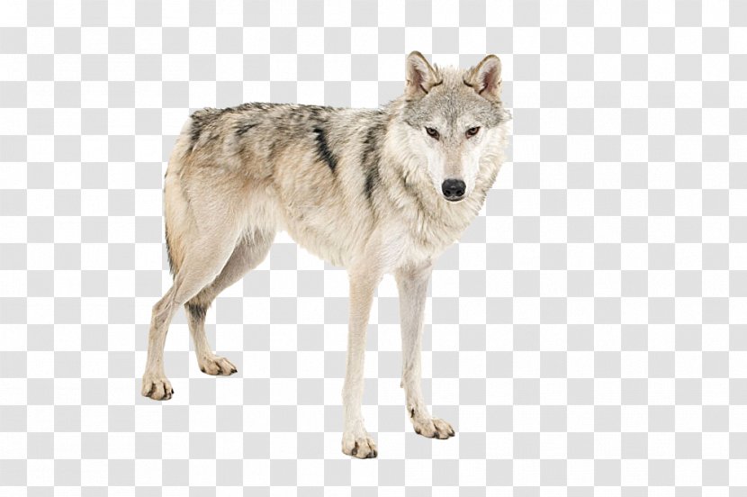 African Wild Dog Arctic Wolf Tiger Lion - Mammal - Picture Material Transparent PNG