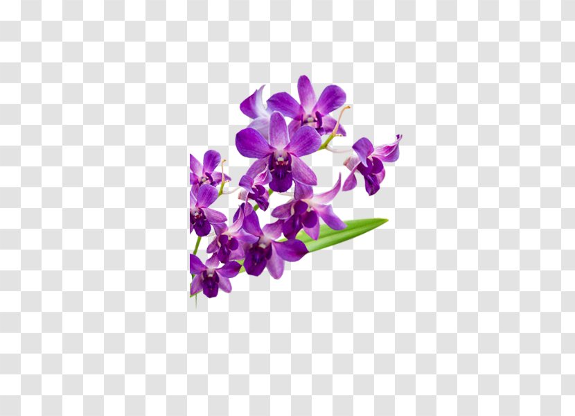 Violet Moth Orchids Flower Petal - Flowering Plant - Cut Flowers Transparent PNG