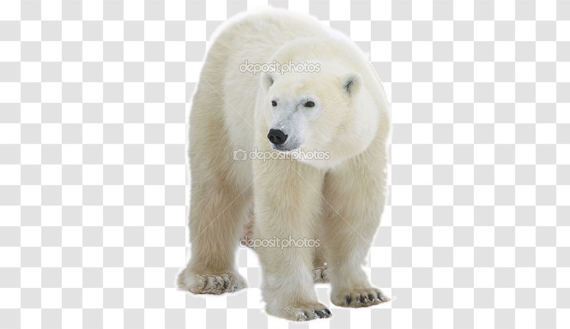 Polar Bear, What Do You Hear? Stock Photography - Bear Transparent PNG