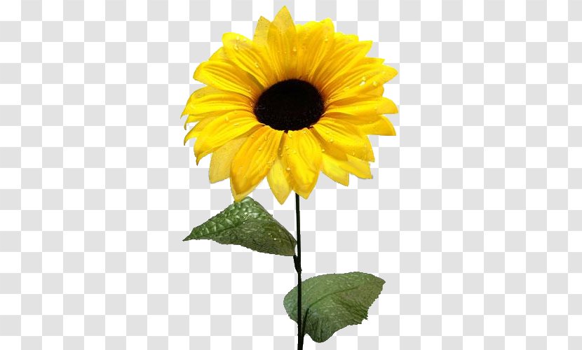 Common Sunflower Seed Clip Art - Annual Plant Transparent PNG